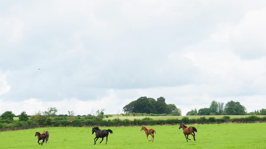 Mares And Foals Running In A Field Photograph by Leverstock