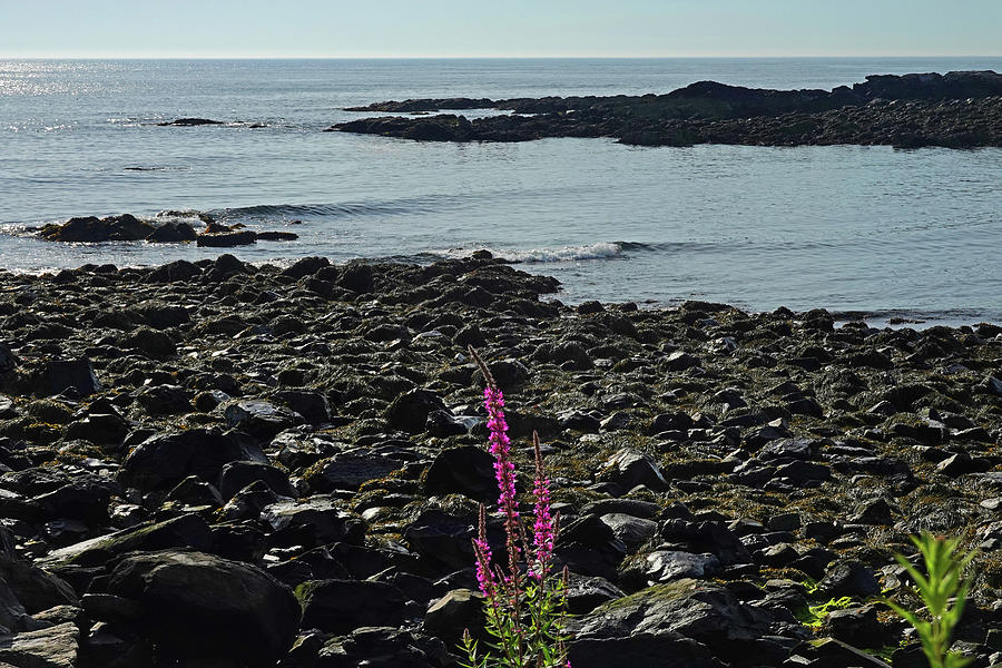 Marginal Way Lupine Ogunquit Maine Photograph by Toby McGuire