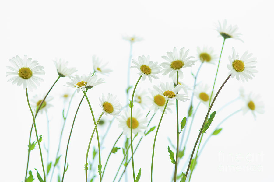 Marguerite Blossoms, White Background Photograph by Westend61