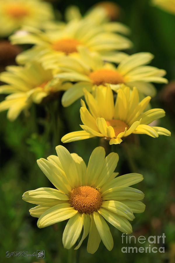 Marguerite Daisy named Cornish Gold Photograph by J McCombie