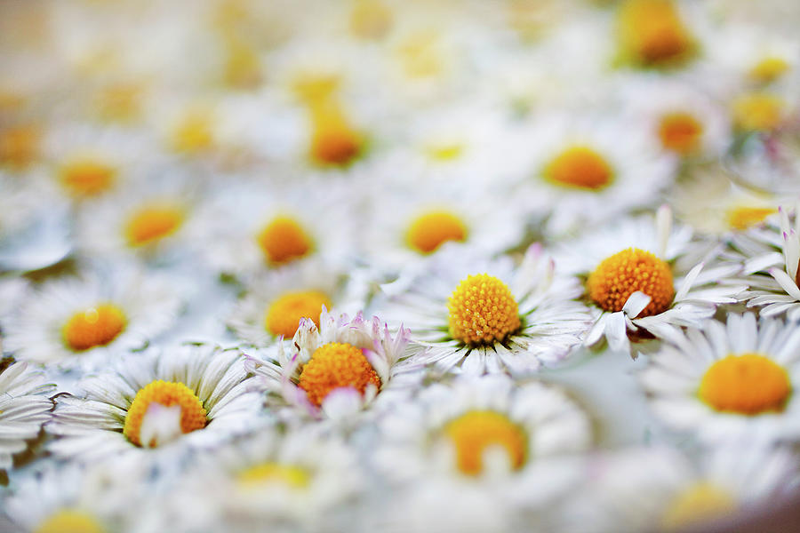 Marguerite Flowers Photograph by Uccia photography