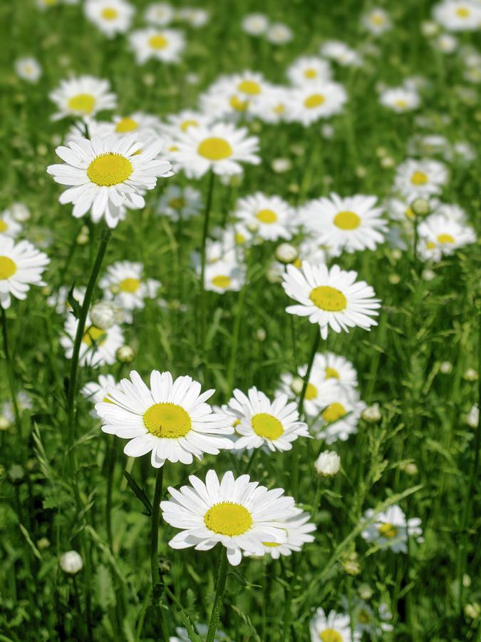 Marguerites In A Meadow Photograph by Petr Gross