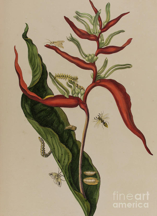 Maria Sibylla Graff Merian Botanical Illustration Painting by Maria ...