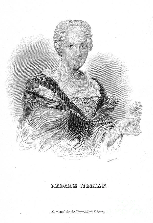 Maria Sibylla Merian, German Naturalist Drawing by Print Collector