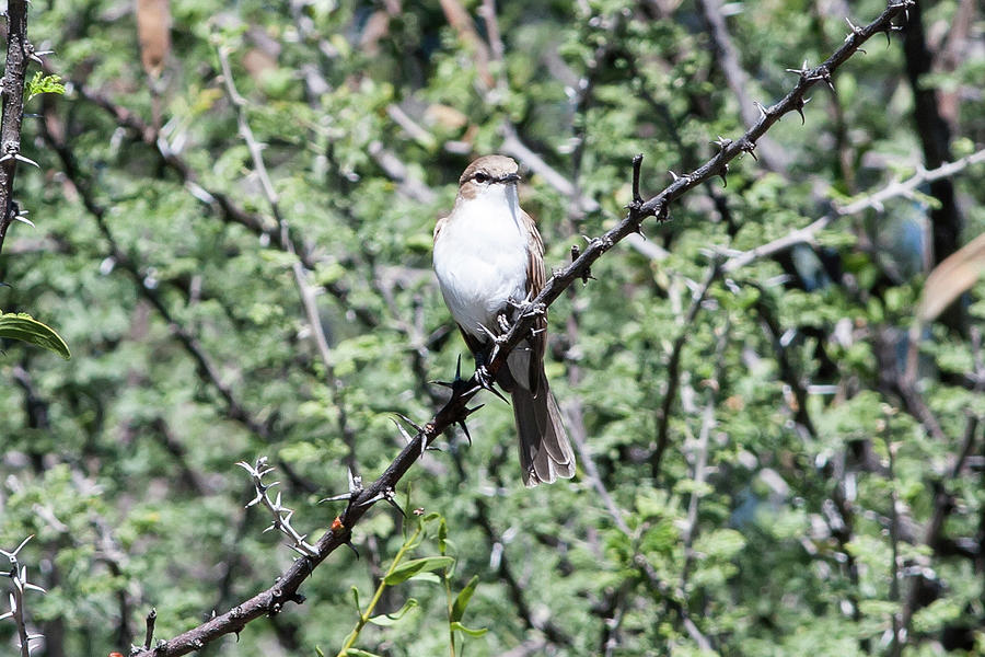 Marico Flycatcher Photograph by Laetitia Becker - Pixels