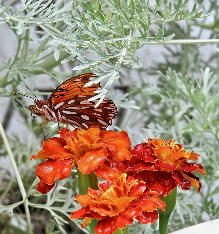 Marigold Butterfly Photograph by Kathy Ozzard Chism
