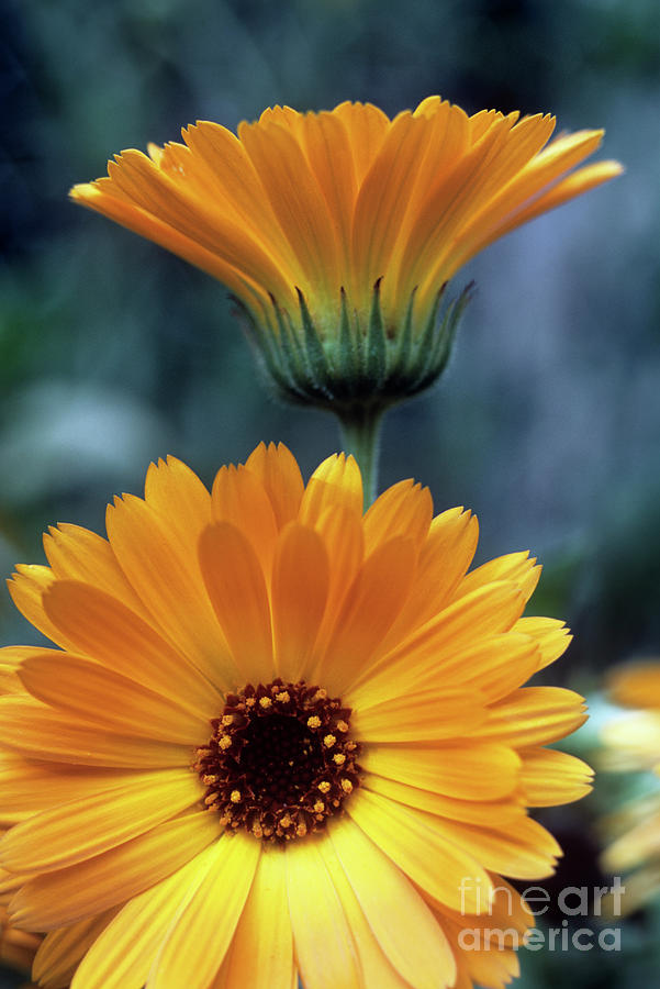 Nature Photograph - Marigold (calendula Officinalis) by Maxine Adcock/science Photo Library