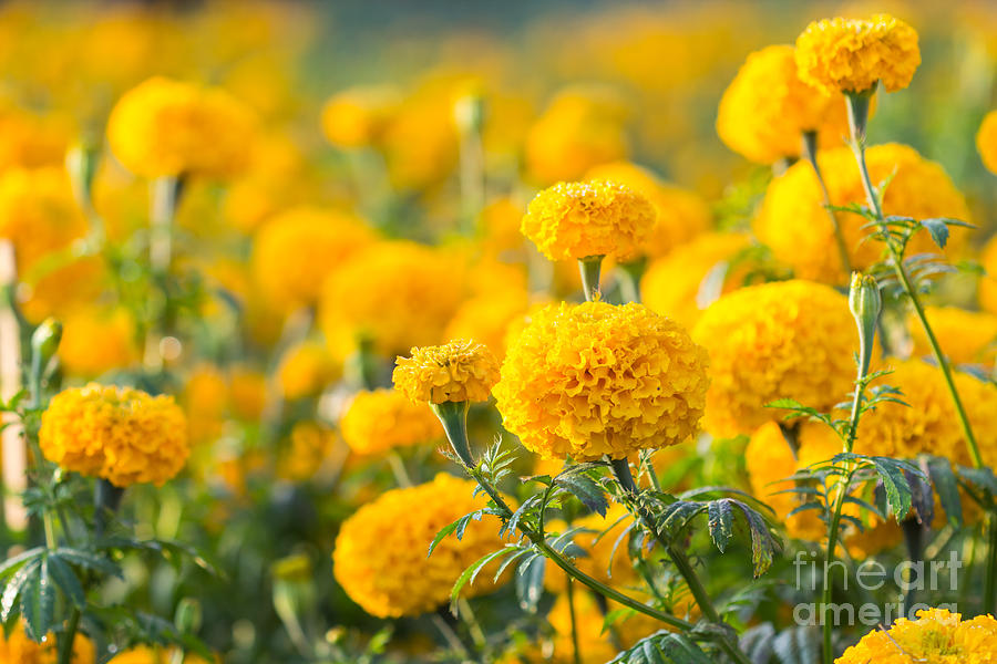 Bed Photograph - Marigold Flower marigold Flower by Suthiphong Yina Bed Photograph - Marigold Flower marigold Flower by Suthiphong Yina