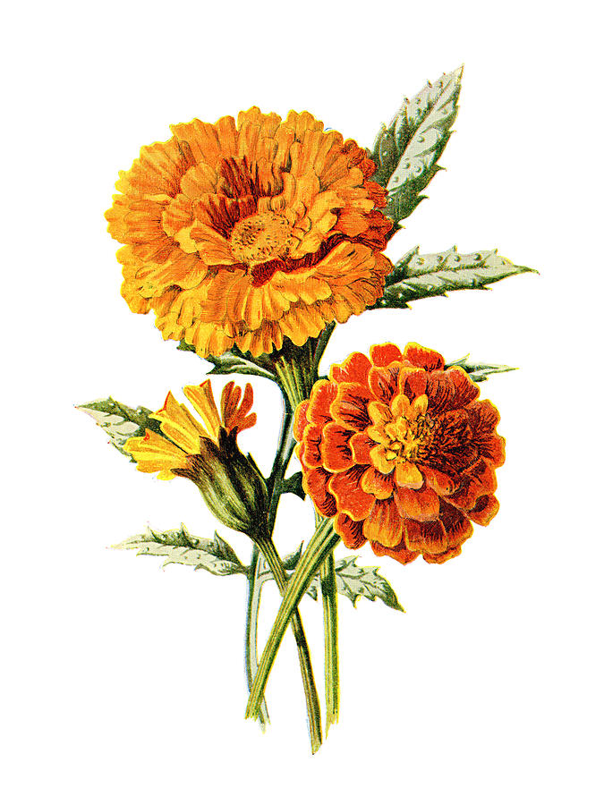 Flower Mixed Media - Marigold Flower by Naxart Studio