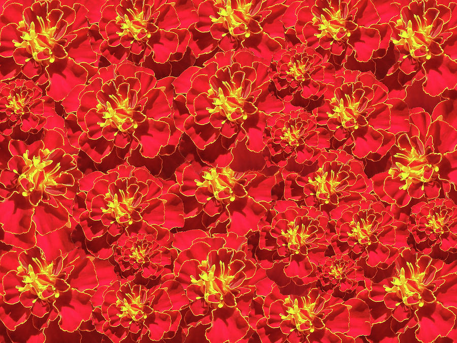 Marigold French Brocade Collage Photograph by Johanna Hurmerinta