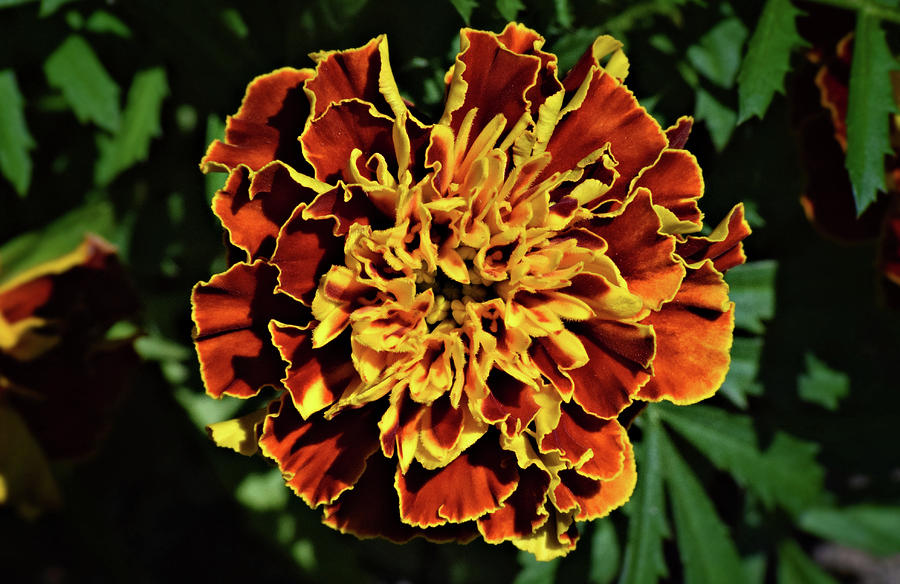 Marigold Photograph by Larah McElroy