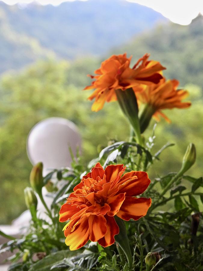 Marigold Mountain Views Photograph by Kathy Chism