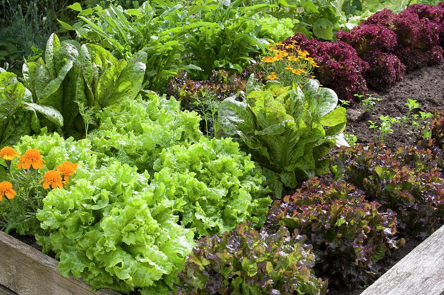 Marigolds And Various Red And Green Lettuces In A Raised Flower Bed In A Garden Photograph by Dr. Karen Meyer-rebentisch