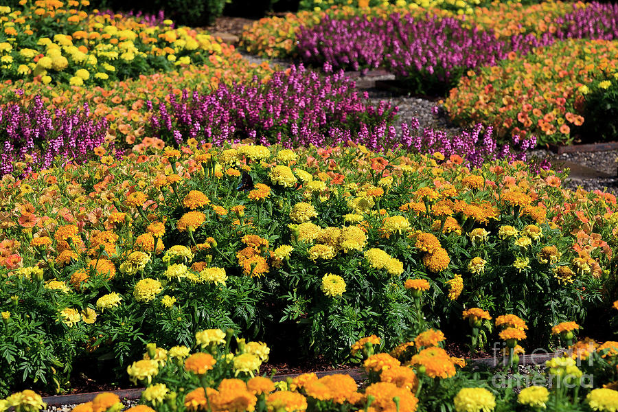 Marigolds Fall Flowers Photograph