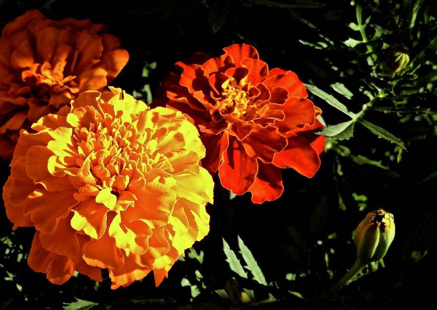 Marigolds Photograph by Kathy Chism