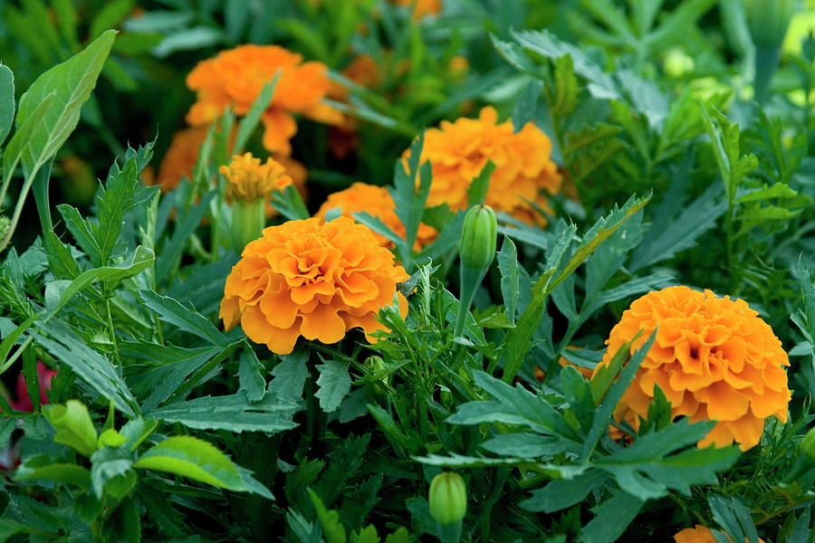 Marigolds by Tom Buchanan Marigolds by Tom Buchanan