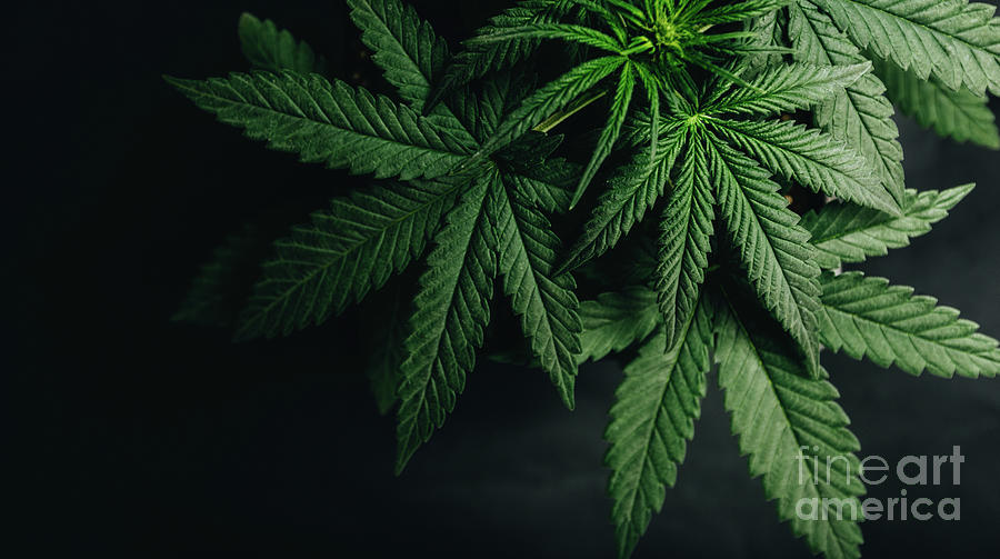 Marijuana Cannabis Leaf Background Photograph by Yarygin