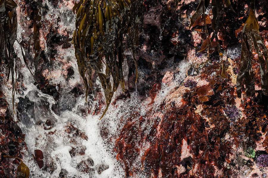 Marine Garden by Robert Potts Marine Garden by Robert Potts