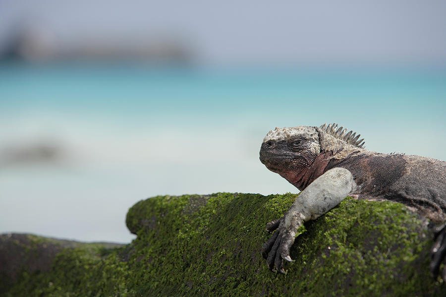 Marine Iguana Amblyrhynchus Cristatus Photograph by Paul Souders
