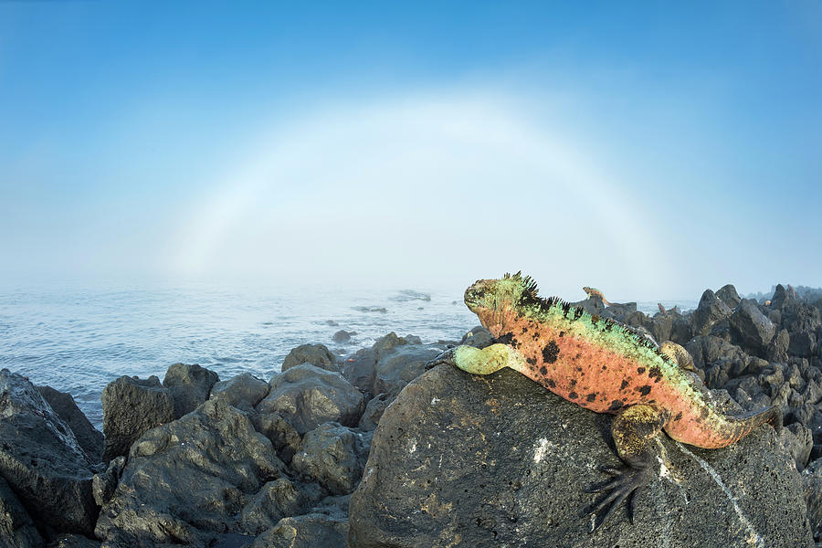 Marine Iguana And Fog Bow Photograph by Tui De Roy