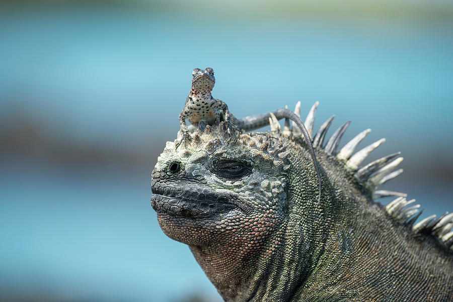 Marine Iguana And Lava Lizard Photograph by Tui De Roy Marine Iguana And Lava Lizard Photograph by Tui De Roy