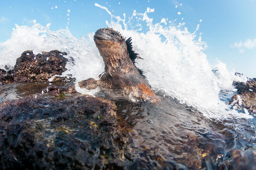Marine Iguana And Wave, Academy Bay Photograph by Tui De Roy