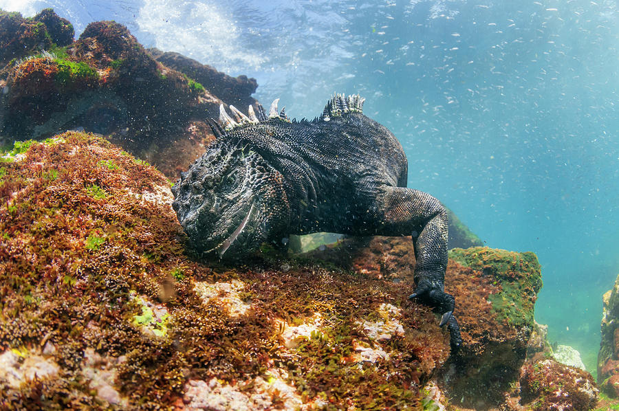 Marine Iguana Feeding On Algae Photograph by Tui De Roy