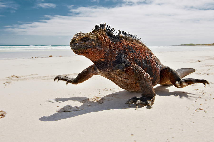 Marine Iguana, Galapagos, Ecuador Digital Art by Jurgen Ritterbach