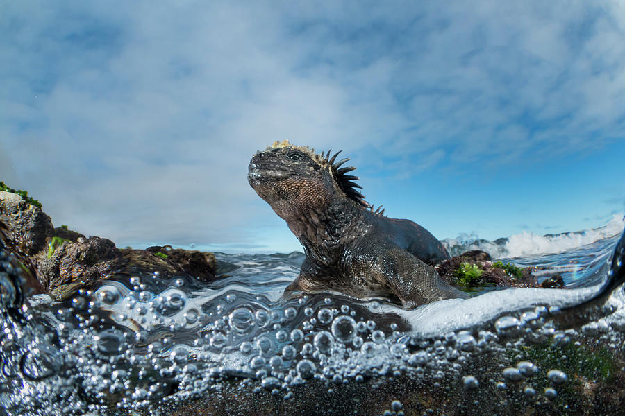 Marine Iguana In Intertidal Zone Photograph by Tui De Roy