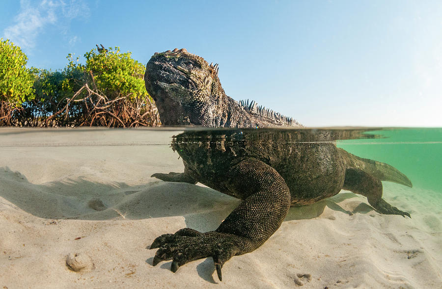 Marine Iguana In Shallows Photograph by Tui De Roy