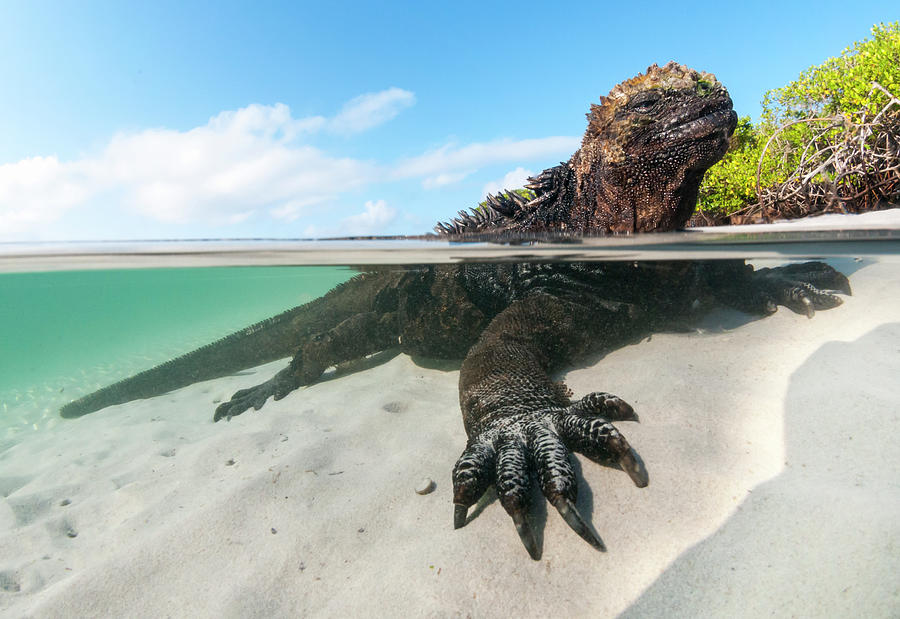 Marine Iguana In Turtle Cove Shallows Photograph by Tui De Roy