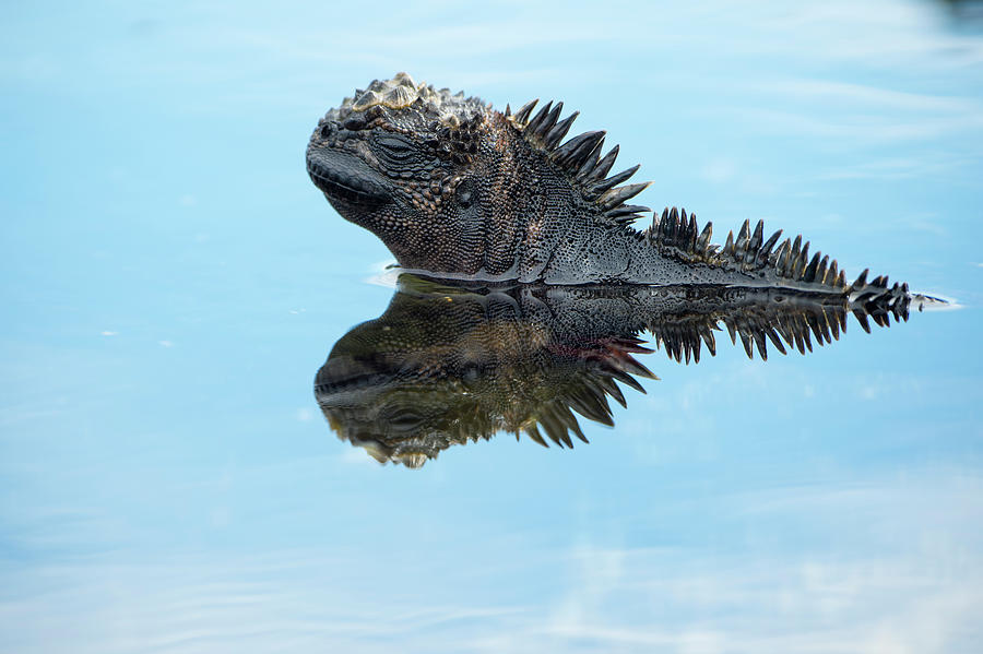 Marine Iguana Reflected In Shallows Photograph by Tui De Roy