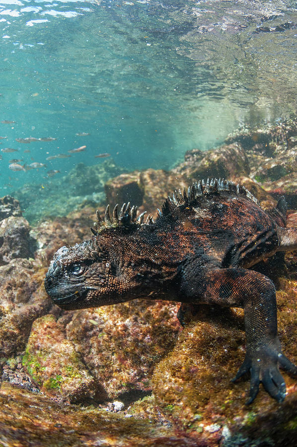Marine Iguana Underwater Photograph by Tui De Roy