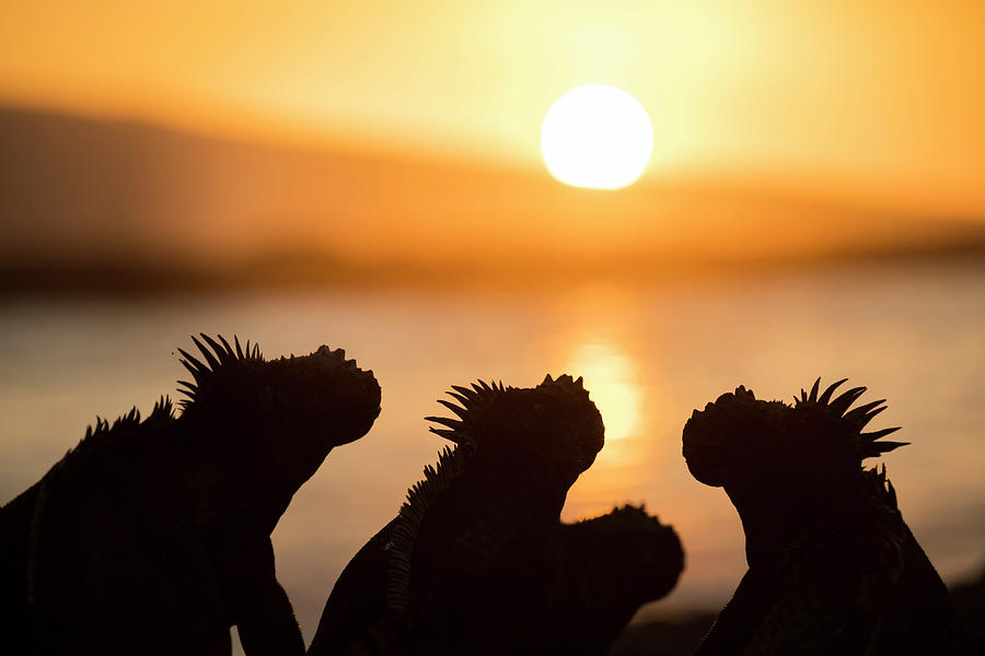 Marine Iguanas At Sunset Photograph by Tui De Roy
