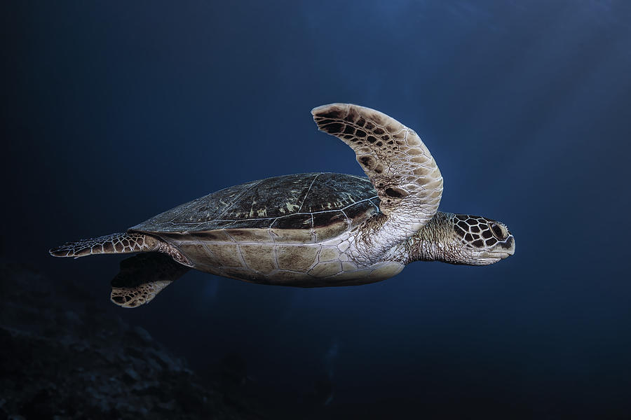 Marine Life: Green Turtle Photograph by Barathieu Gabriel