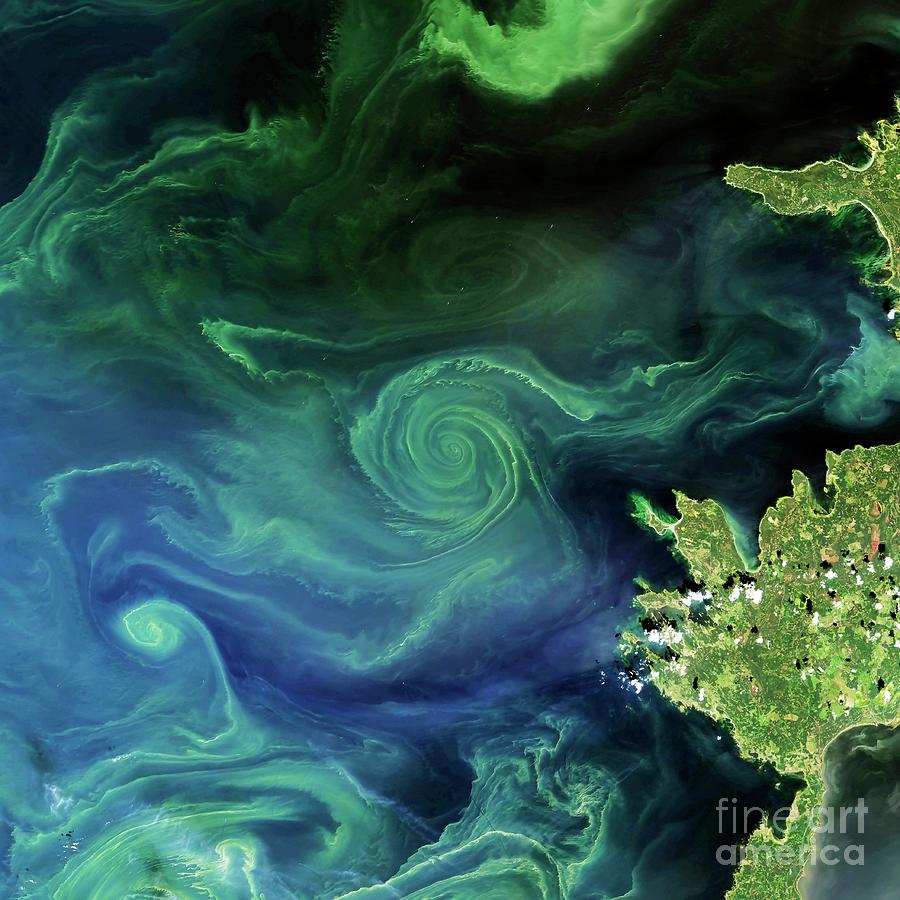 Marine Phytoplankton Bloom Photograph by Nasa/science Photo Library