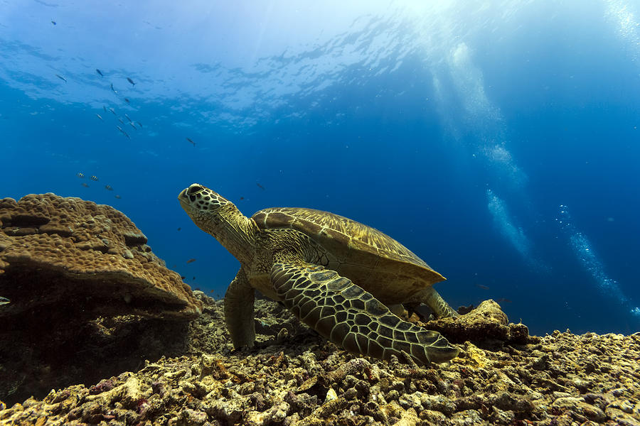 Marine Turtle Photograph by Mato P.
