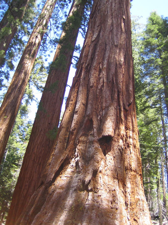 Mariposa Grove Giant Ancient Trees Yosemite National Park  Photograph by John Shiron
