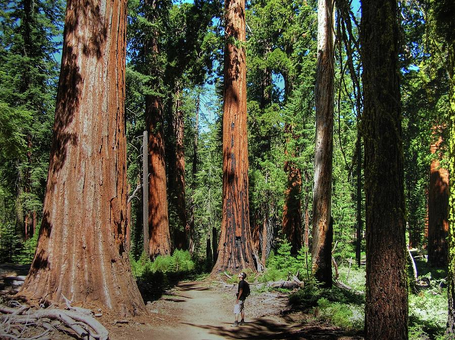 Mariposa Grove Photograph by Silanes Travel Photography - Fine Art America