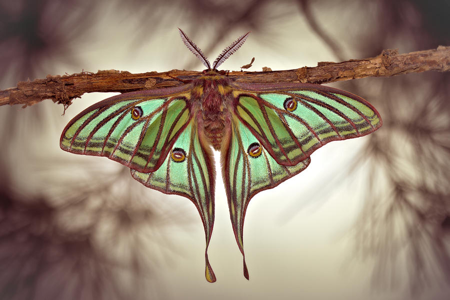 Insects Photograph - Mariposa Isabelina by Jimmy Hoffman