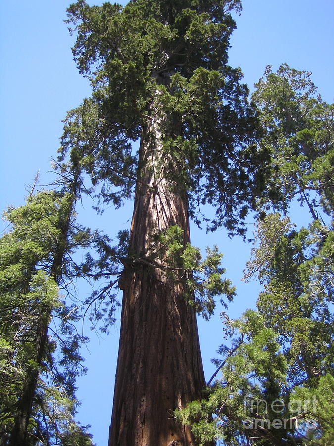 Mariposa Old Tall Giant Tree Reaching the Blue Sky Yosemite National Park  Photograph by John Shiron