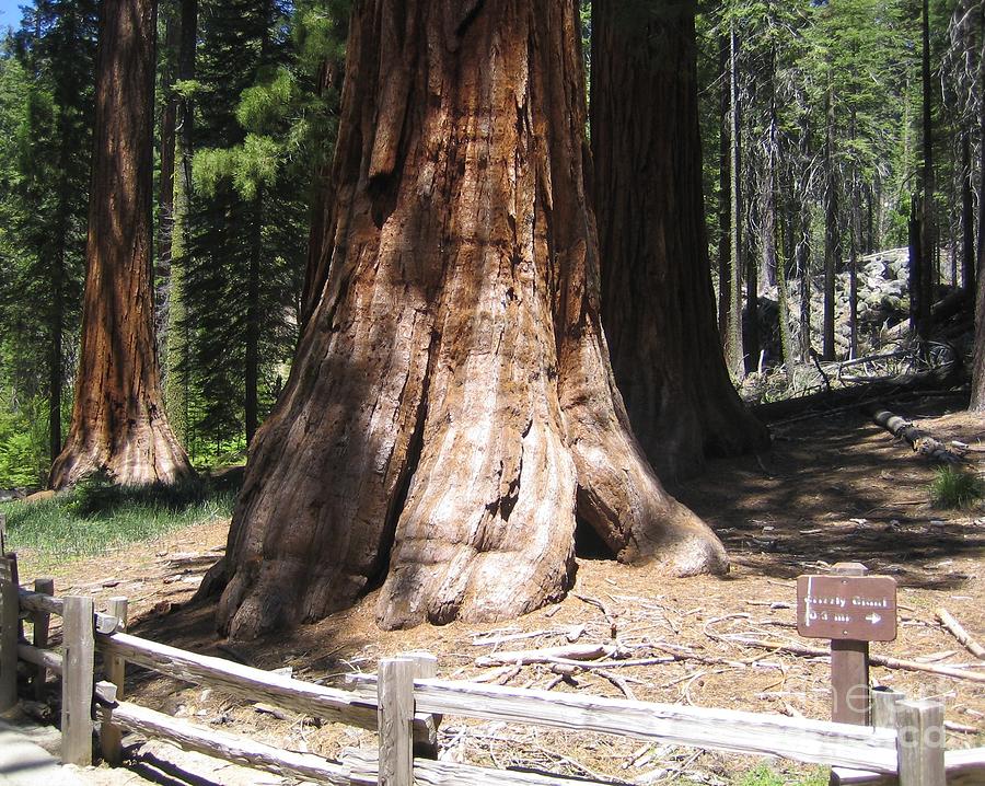 Mariposa Old Tall Giant Tree Trunk Yosemite National Park  Photograph by John Shiron