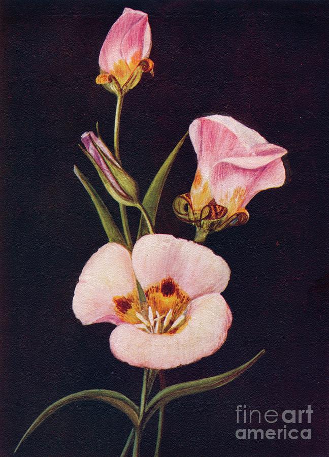 Mariposa Tulip,  C1915, 1915 Drawing by Print Collector