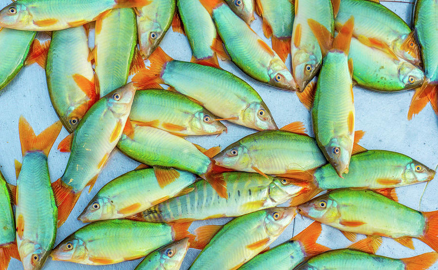 Market Fish Can Tho by Gary Gillette Market Fish Can Tho by Gary Gillette