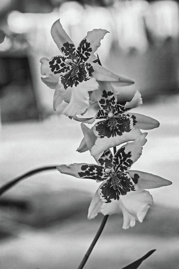 Market Flowers Monochrome Photograph
