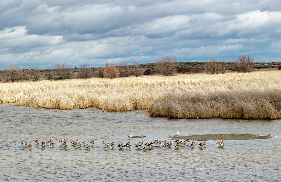 Market Lake Landscape by Michael Chatt Market Lake Landscape by Michael Chatt