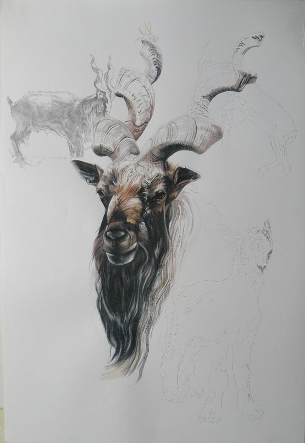 Markhor Day 13 by Barbara Keith Markhor Day 13 by Barbara Keith