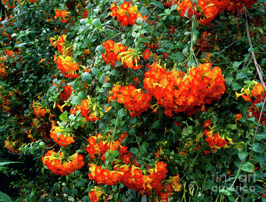 Marmalade Bush Photograph by Geoff Kidd/science Photo Library Pixels