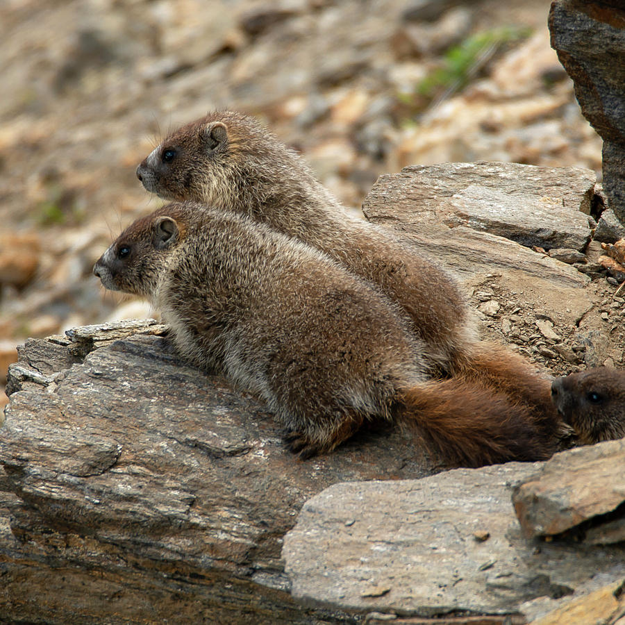 Marmoset Pups Photograph by Michael Dyer - Fine Art America