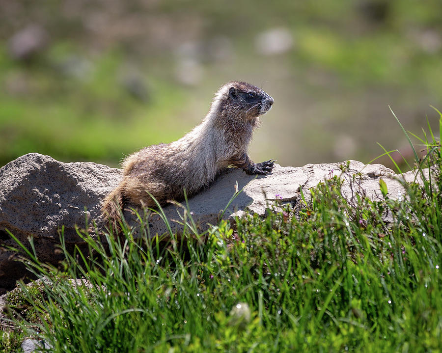 Marmot at Paradise Mount Rainier Park - 2 Photograph by Alex Mironyuk